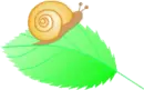 Snail