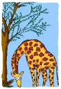 giraffe