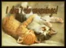 two sleeping kittens