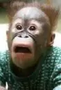 What monkey