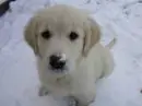 puppy in the snow