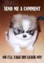 Comment puppy