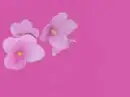pink flowers