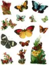 Lots of butterflies flying