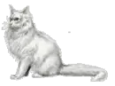 white cat