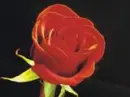red rose