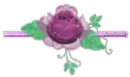 big purple rose