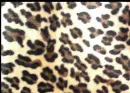 fur