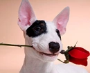 dog with rose
