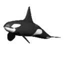 whale swimming