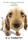 Thirsty Thursday Puppy