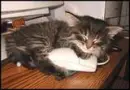 cat sleeping with a mouse