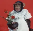 monkey holding flowers