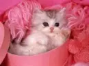 Kitty