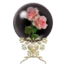 pink rose