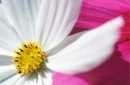 Pink and White Flowers