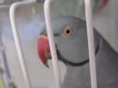 Crazy Bird