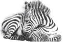 BABY ZEBRA