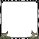 ZEBRA FRAME
