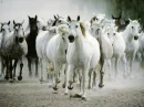 Horses 