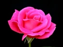 Pink Rose