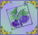 Flowers.