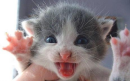 Crazy kitten