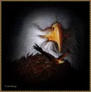 aguila