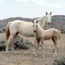 wild horses