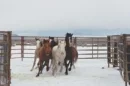 stop the killing of nevada mustangs