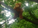 teddy in a tree