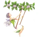 fairy