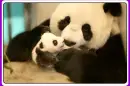 Pandas