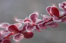 Branch.