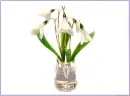 Snowdrops.