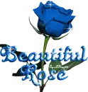 blue beautiful rose