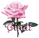 pink rose cindi