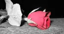 Dead Rose