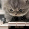 cute kitty