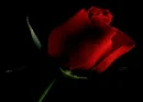 RED ROSE 101