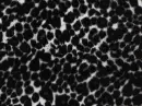 Black Leopard Print