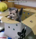 kitten