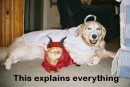 cat and dog