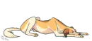 saluki farter
