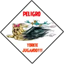 Peligro yorkie jugando