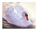 SWANS