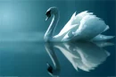 SWANS