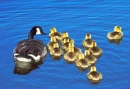 DUCKS