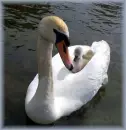 SWANS