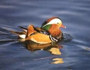 DUCKS